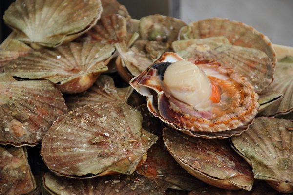 shellfish, scallops, food